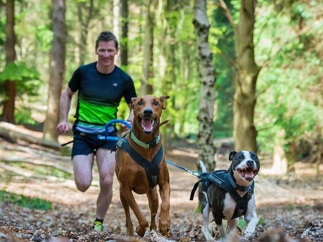 Man doing Canicross with two dogs in the woods