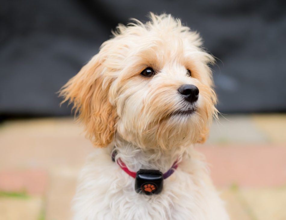 Blonde Cockapoo