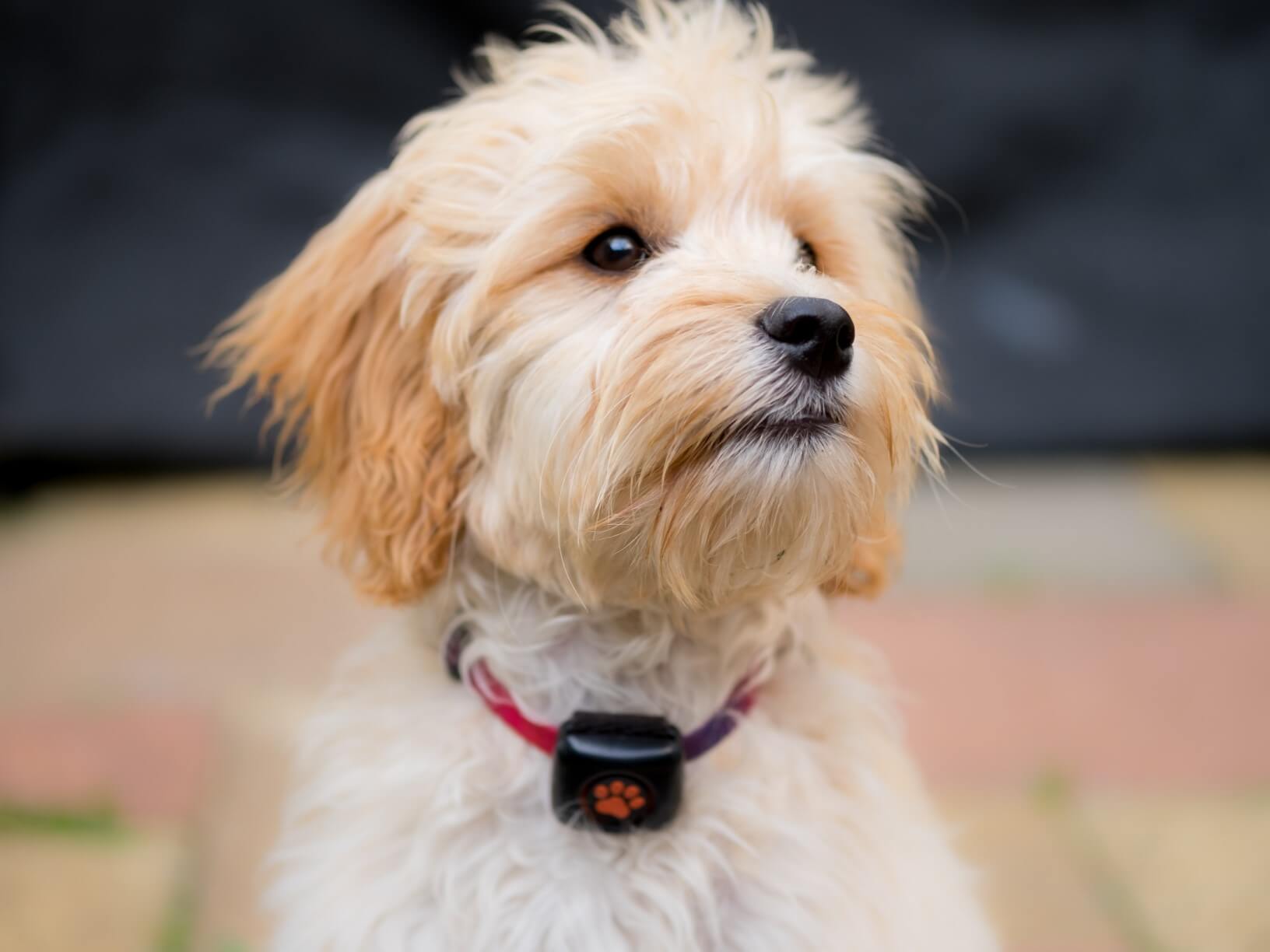 Blonde Cockapoo wearing a PitPat