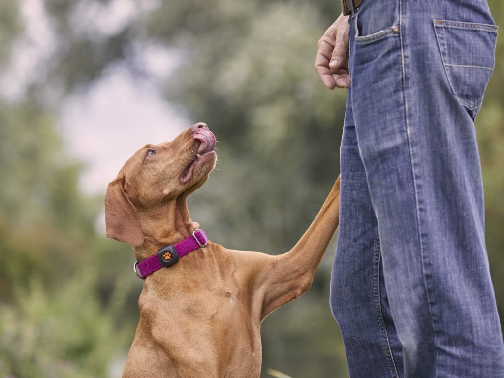 Vizsla with tongue sticking out and paw on person