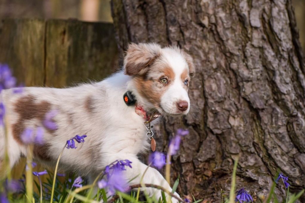 Australian Shepherd puppy amongst bluebells