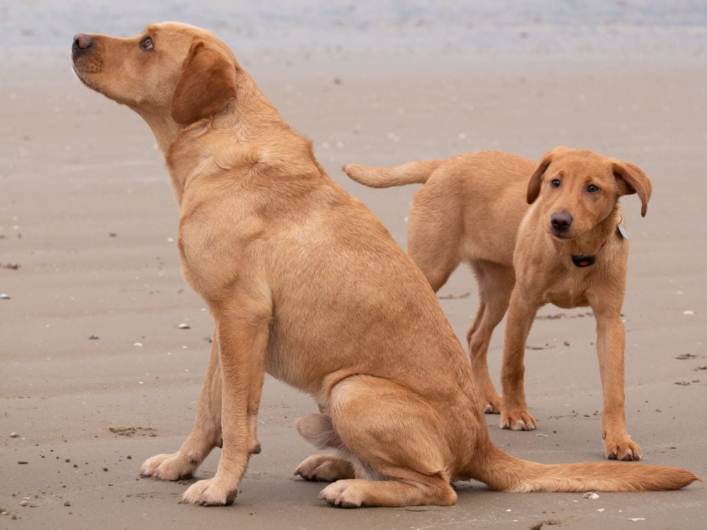 Two yellow Labradors on the beach
