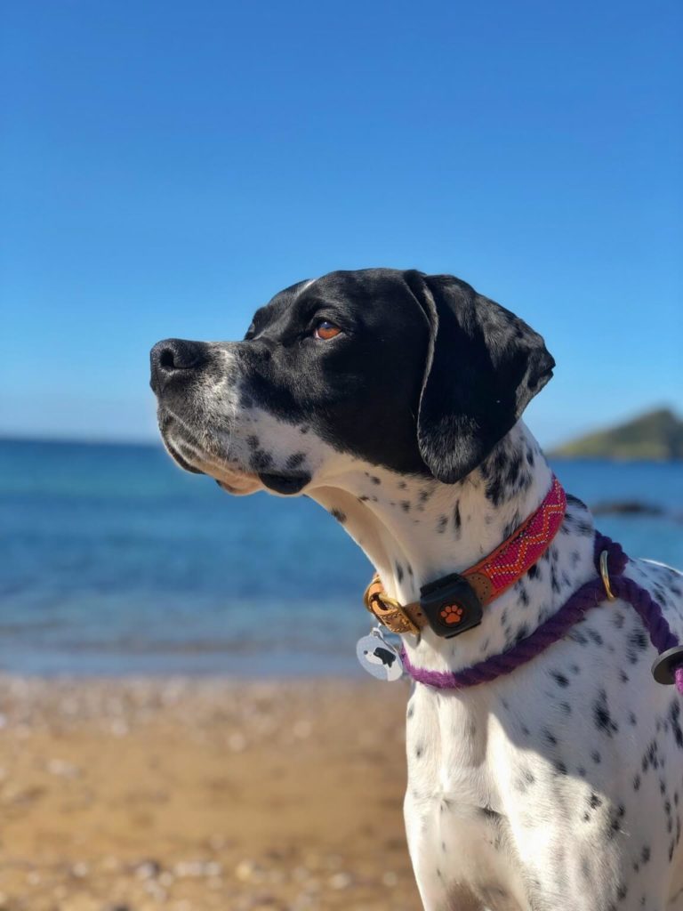 English Pointer at the seaside