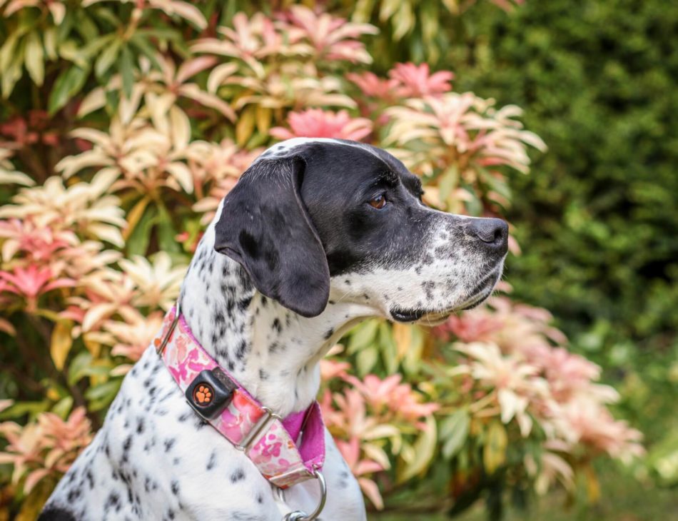 English Pointer beside a colourful shrub wearing a PitPat Dog Activity Monitor