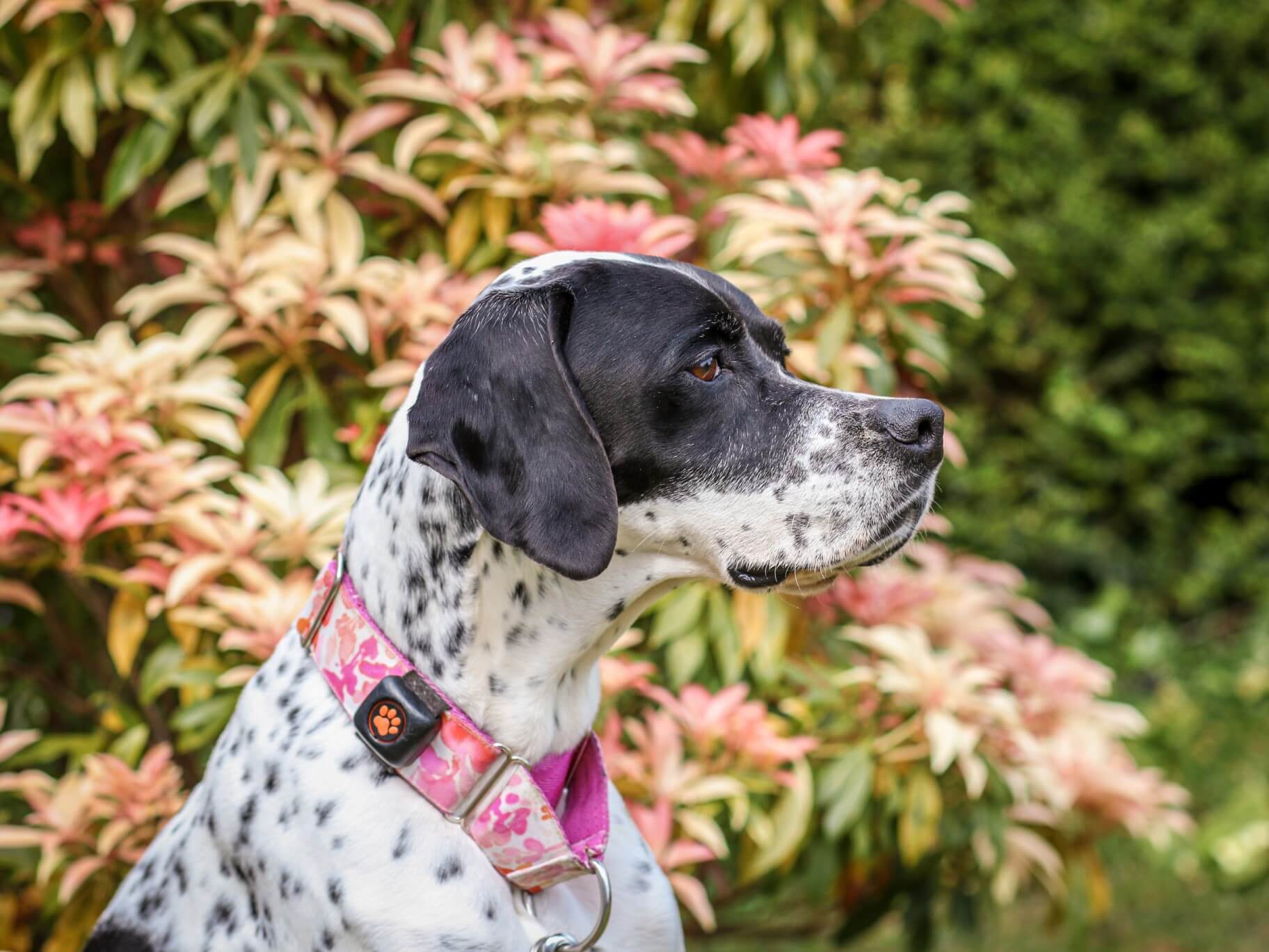 English Pointer beside a colourful shrub wearing a PitPat Dog Activity Monitor