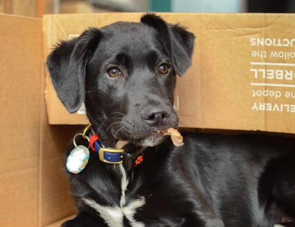 Black Labrador puppy chewing box