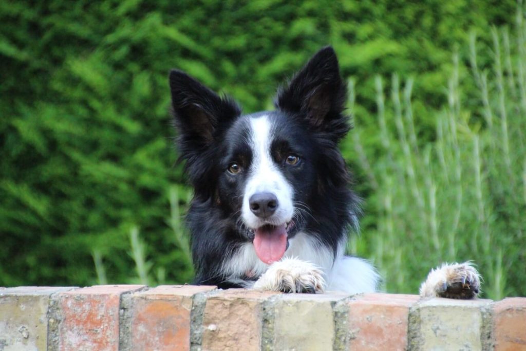 Border Collie peeking over a brick wall