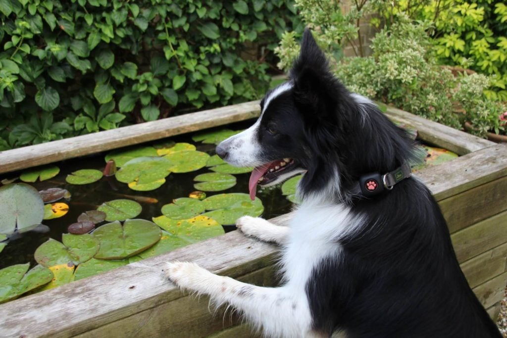 Border Collie looking in a pond