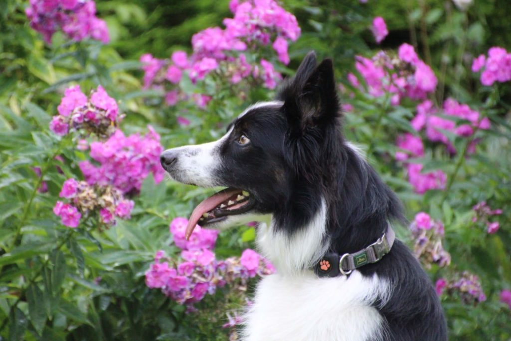 Border Collie in garden with flowers