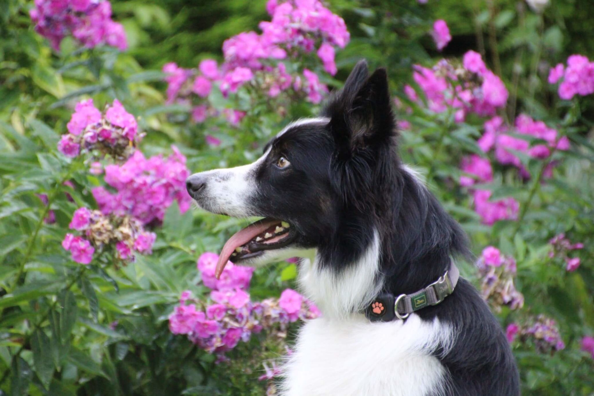 How much exercise does a Border Collie need? PitPat