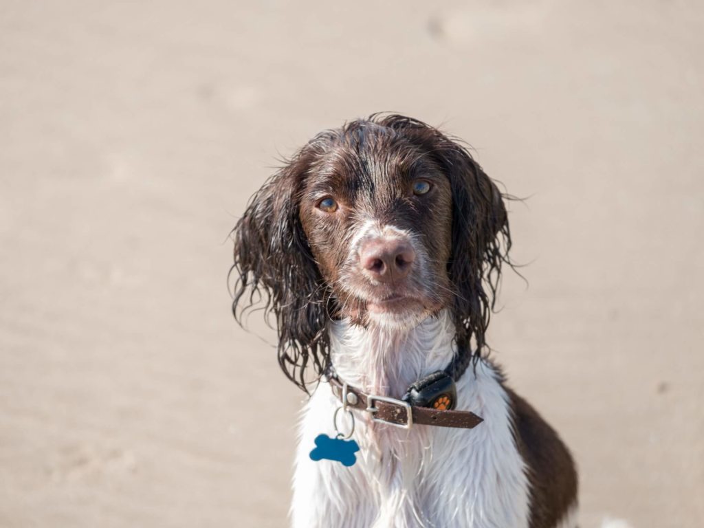 Spaniel on a beach wearing a black PitPat GPS Tracker