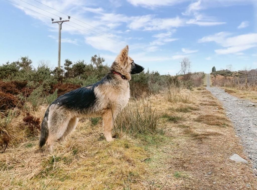 German Shepherd out on a walk wearing a PitPat Dog Activity Monitor