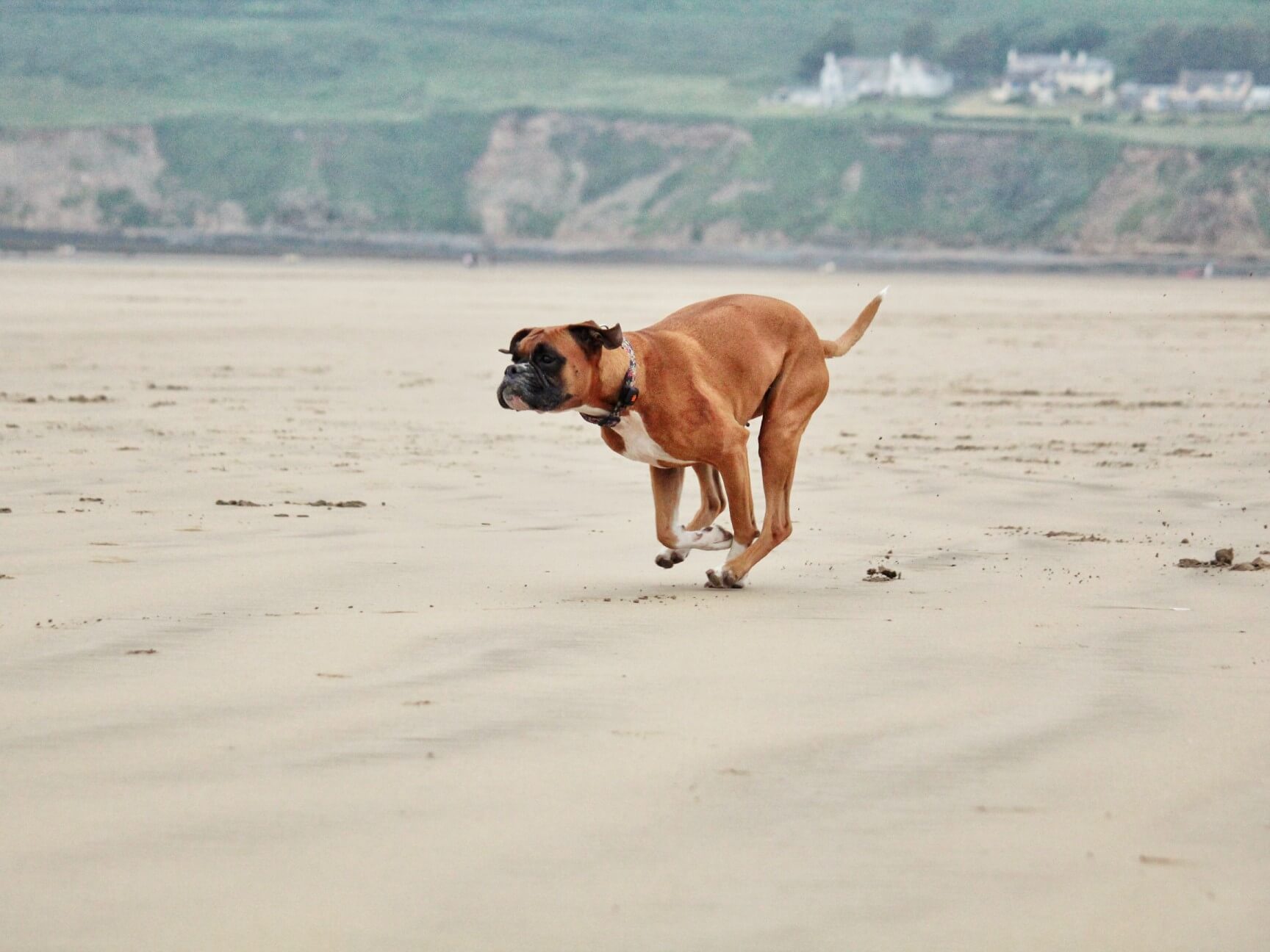 Boxer dog running across a beach
