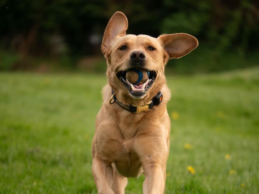 Golden Labrador running in field with a ball in their mouth wearing a PitPat Dog Activity Monitor