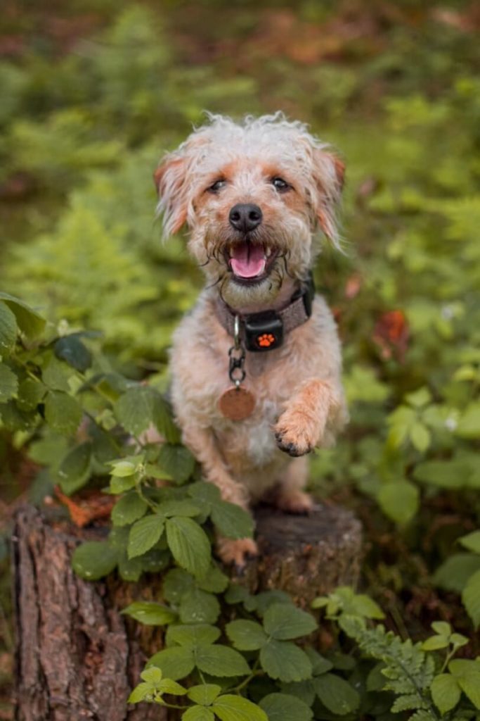 Mixed breed terrier