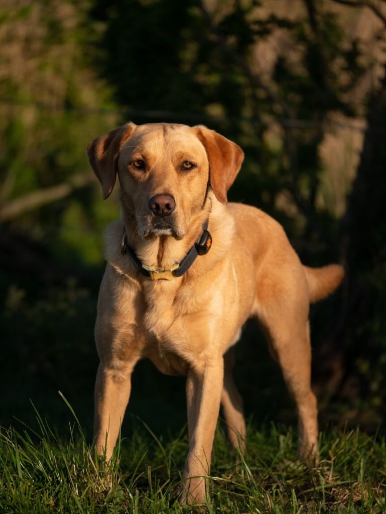Labrador Retriever outdoors