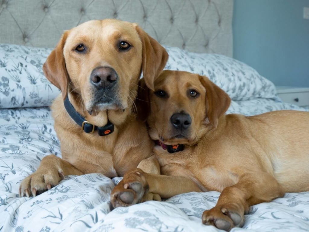Two yellow Labrador Retrievers laying on a bed