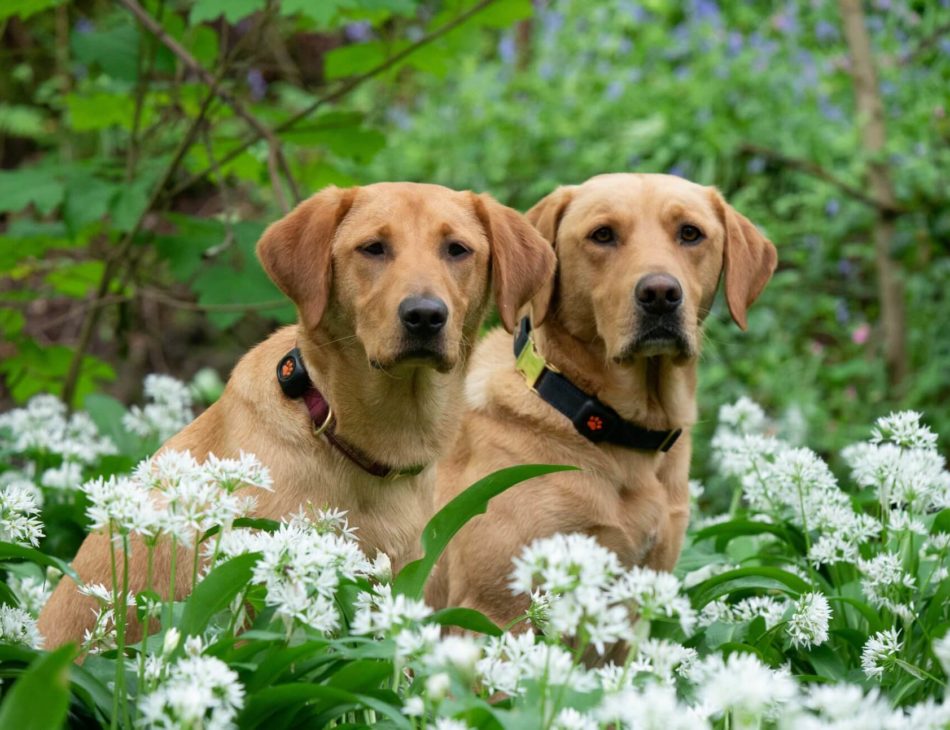 Two golden labrador retrievers sitting amongst white flowers wearing PitPat Dog Activity Monitors