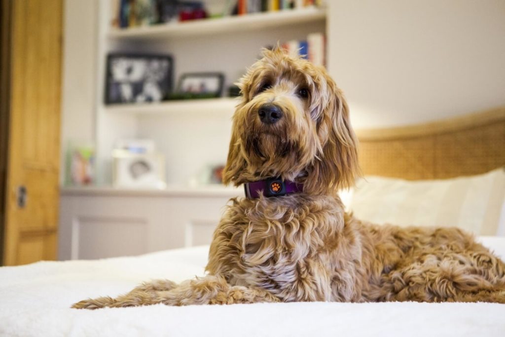 Irish Doodle laying on a bed