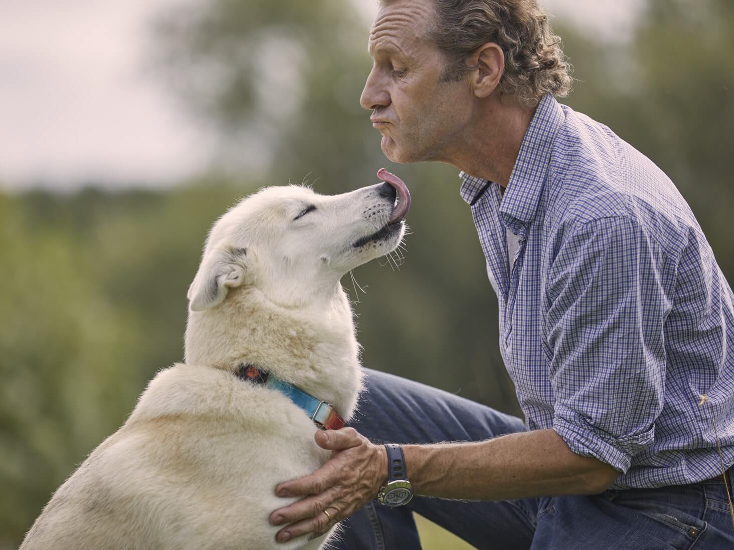 White dog licking an older man's face wearing a PitPat Dog Activity Monitor