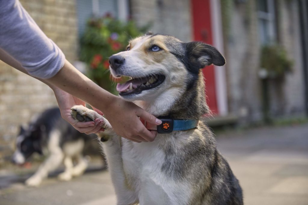 Husky cross Collie giving paw in city street