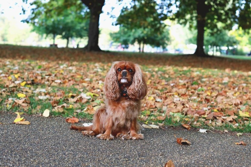 Cavalier King Charles Spaniel sitting in front of leaves wearing a PitPat Dog Activity Monitor