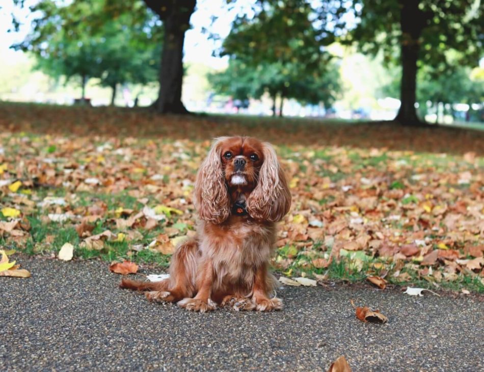 Cavalier King Charles Spaniel sitting in front of leaves wearing a PitPat Dog Activity Monitor