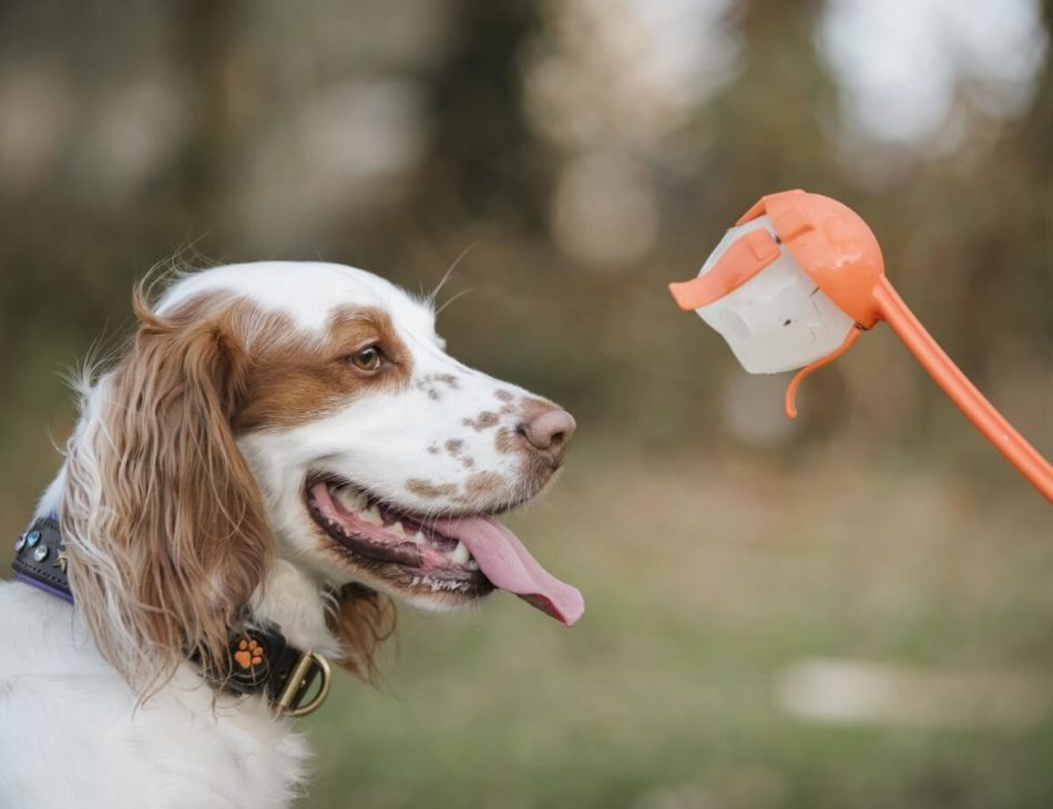 Cocker Spaniel with a ball thrower