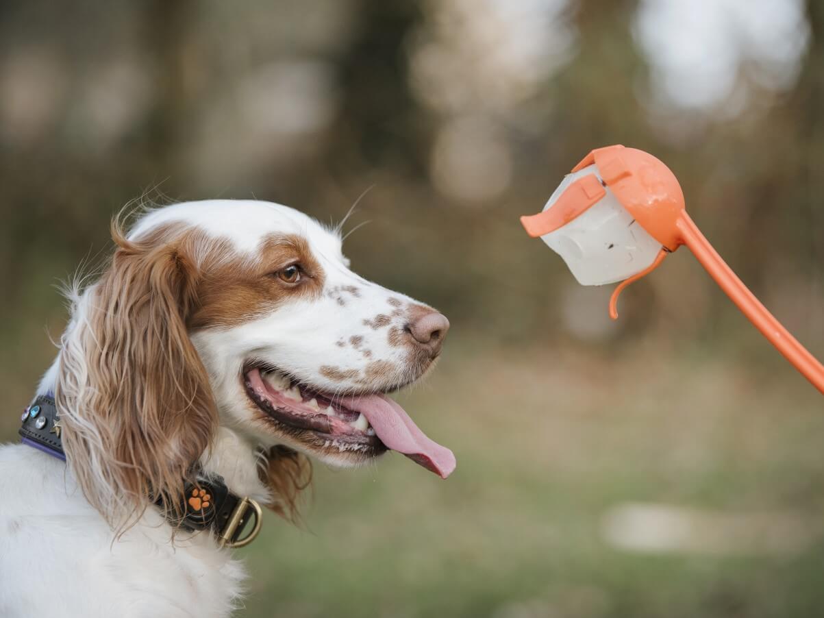 Cocker Spaniel with a ball thrower