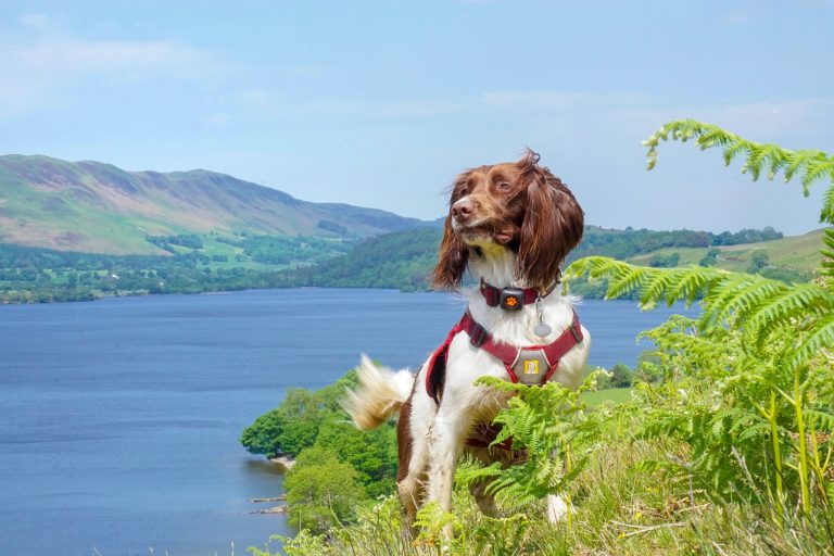 Best dog friendly holidays in the UK 2023 PitPat