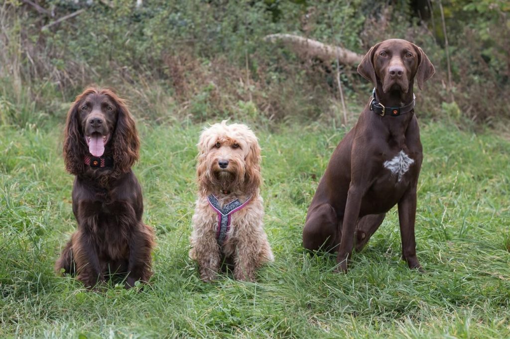 Three dogs sat on grass in front of a bush