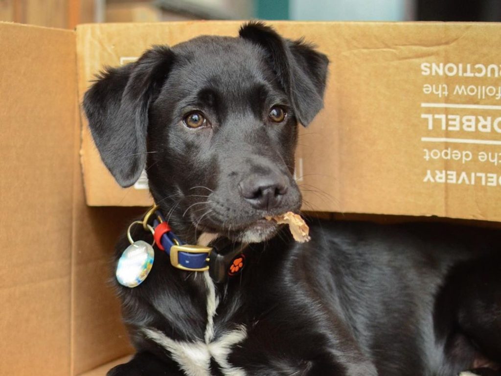 Black Labrador chewing a box