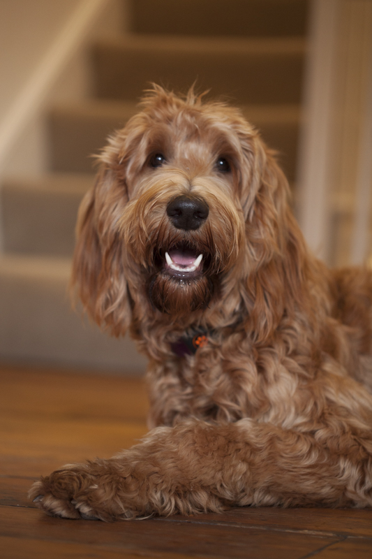 Labradoodle