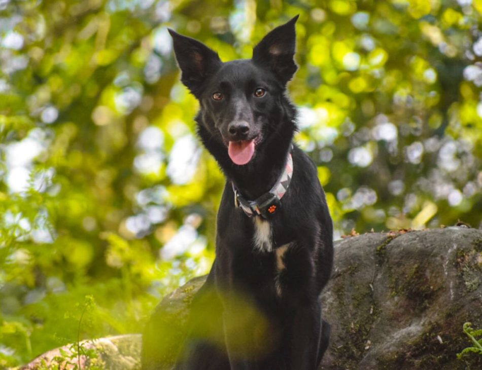 Mixed breed dog in the woods wearing a PitPat Dog Activity Monitor