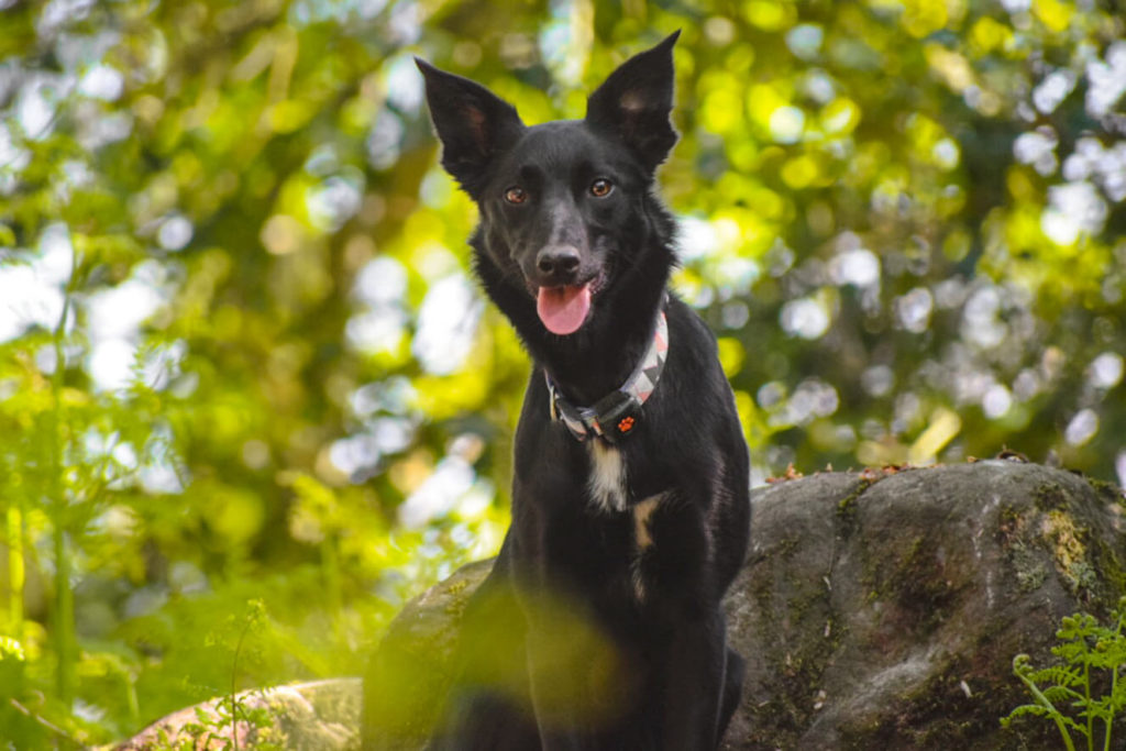 Mixed Breed Dog