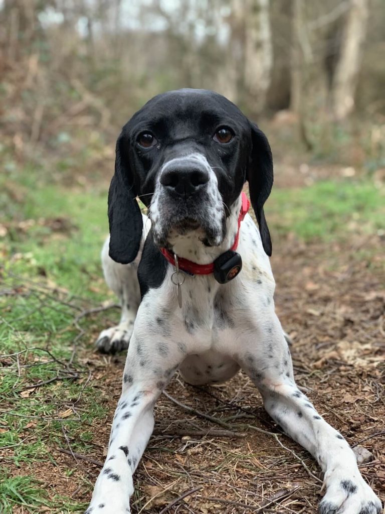 English Pointer wearing a PitPat