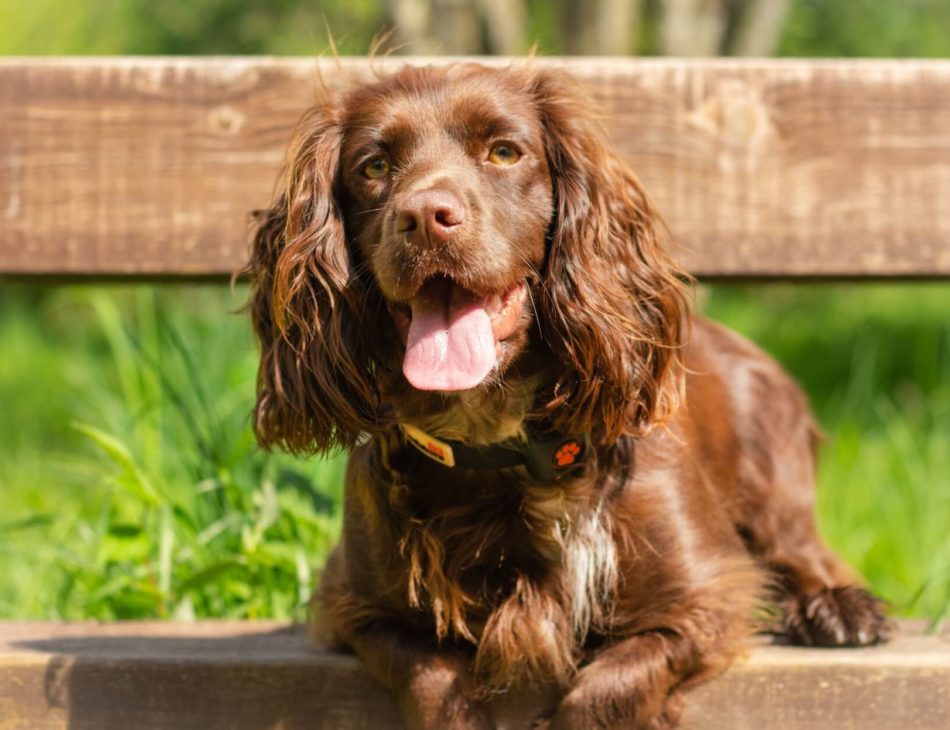 Cocker Spaniel on a bench