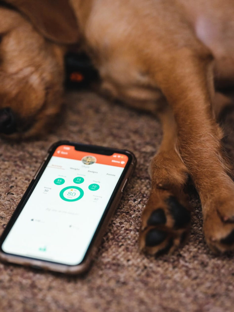 Puppy with PitPat app
