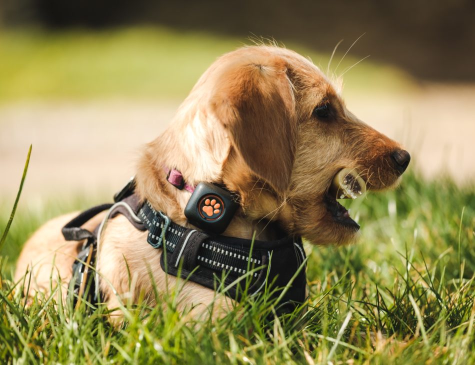 Puppy with a bone wearing a PitPat Dog Activity Monitor