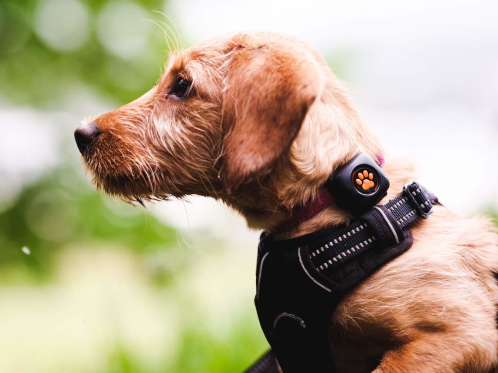 Puppy wearing a PitPat Dog Activity Monitor