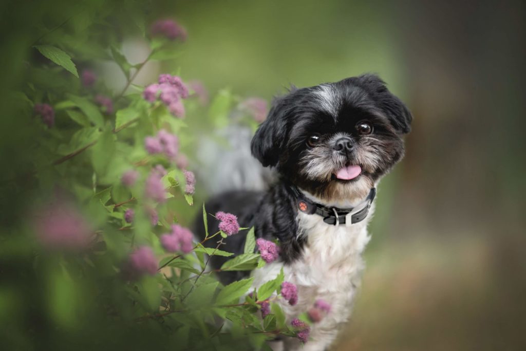 Shih Tzu looking out from behind a bush wearing a PitPat Dog Activity Monitor