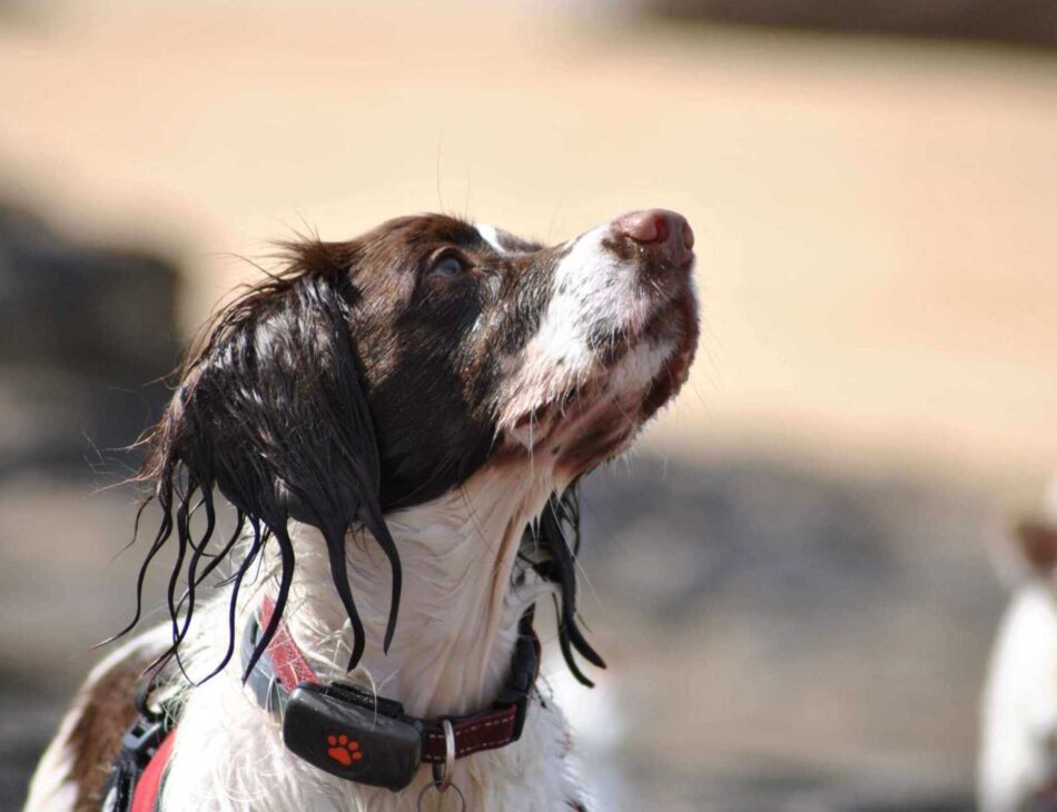 Spaniel wearing a PitPat Dog GPS Tracker on the beach