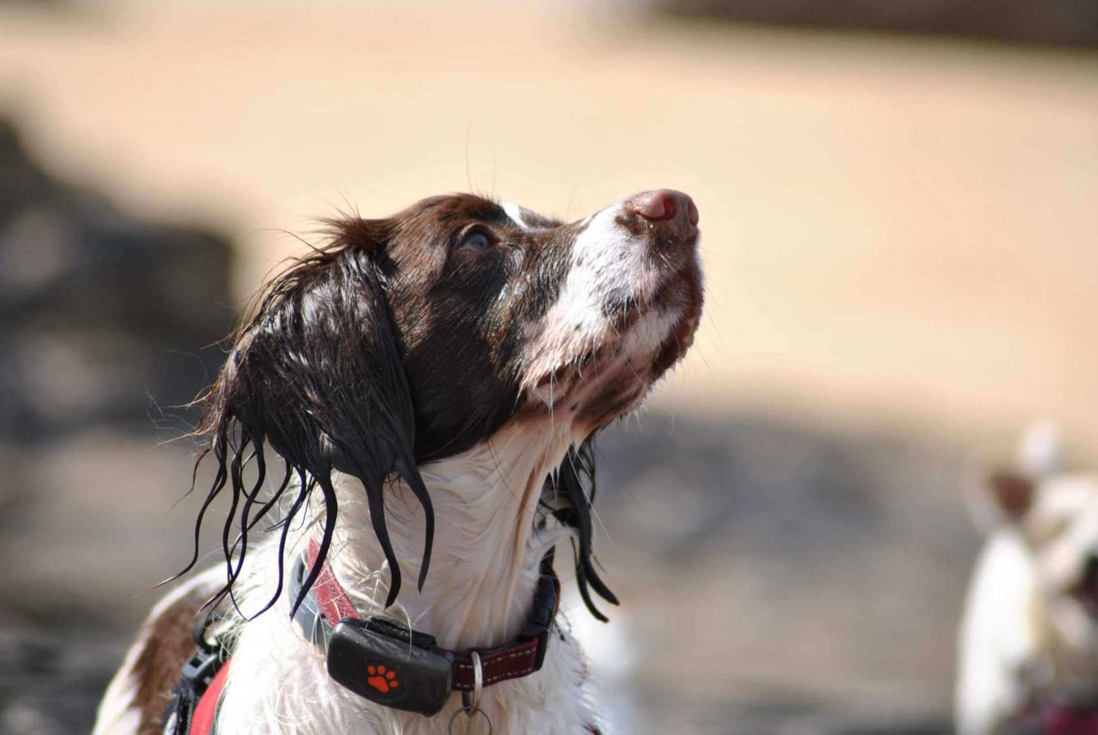 Spaniel wearing a PitPat Dog GPS Tracker on the beach