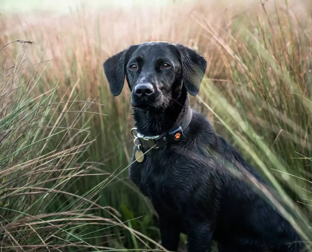 Puppy Black Labrador sitting in tall grass wearing PitPat Dog Activity Monitor