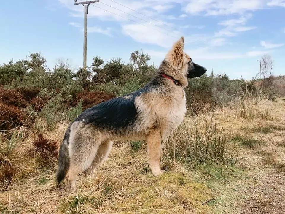 German Shepherd on mound looking out to the distance