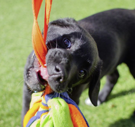 Black Labrador puppy with a toy