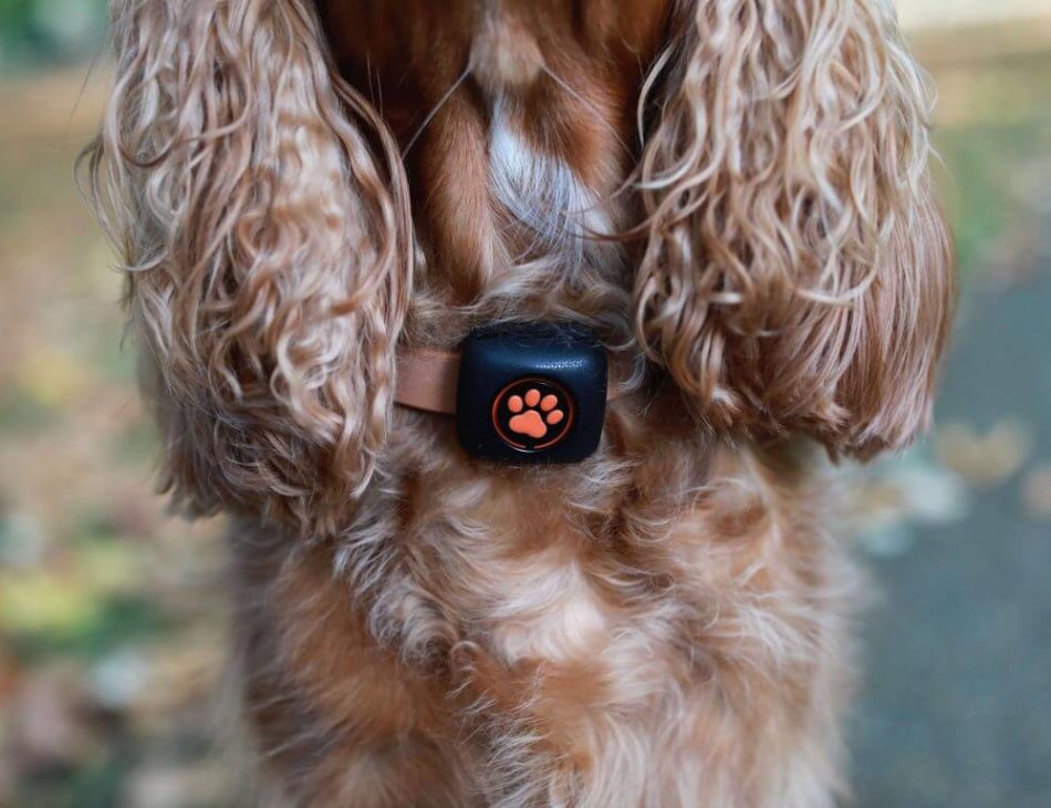 King Charles Spaniel with PitPat on collar