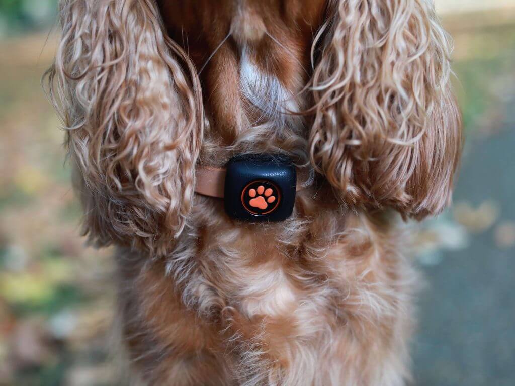 King Charles Spaniel with PitPat on collar