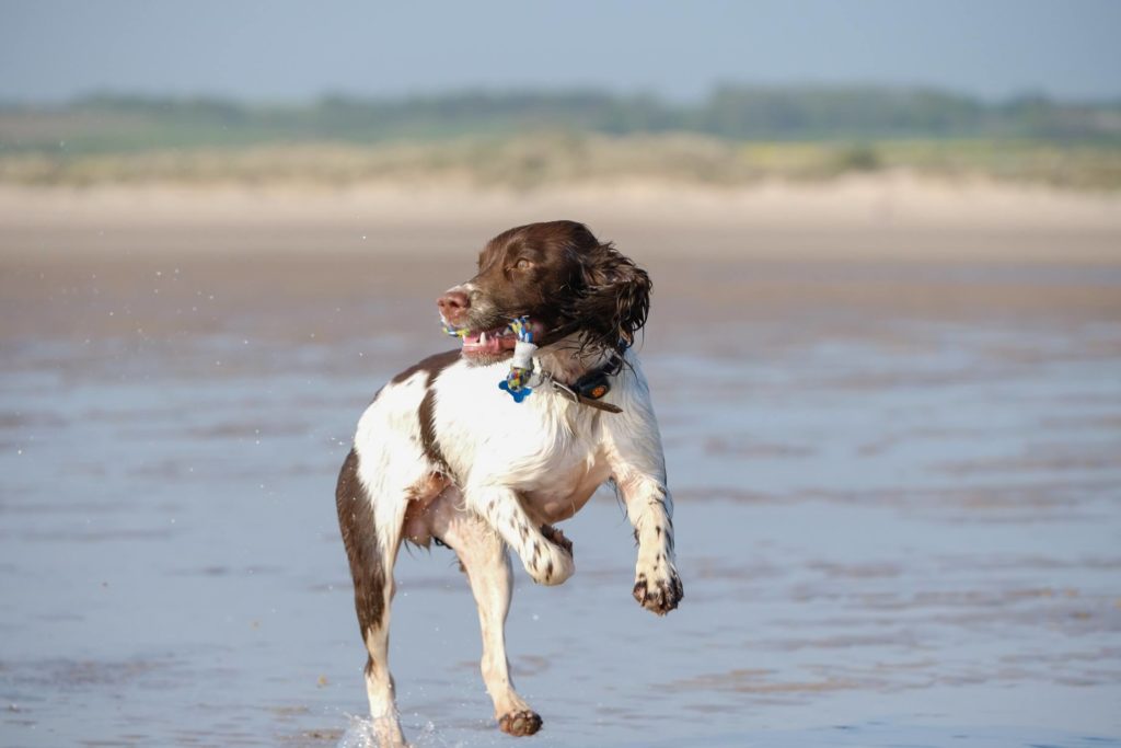 Spaniel running in water on a beach wearing a PitPat Dog Activity Monitor