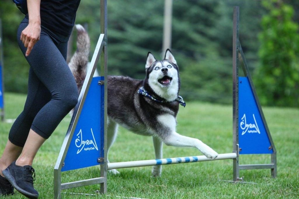 Siberian husky training for agility